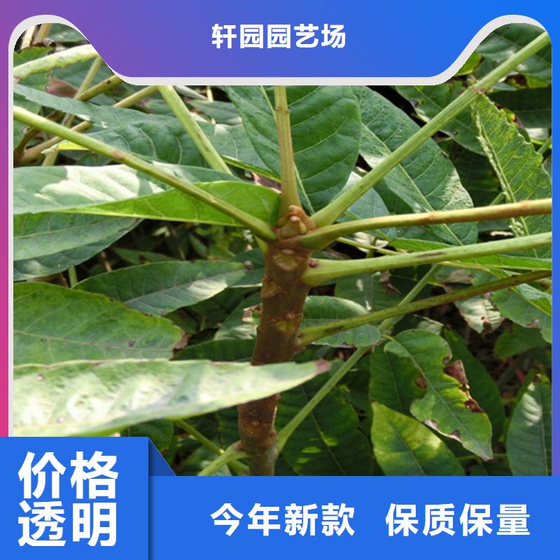 【 香椿石榴树优质货源】