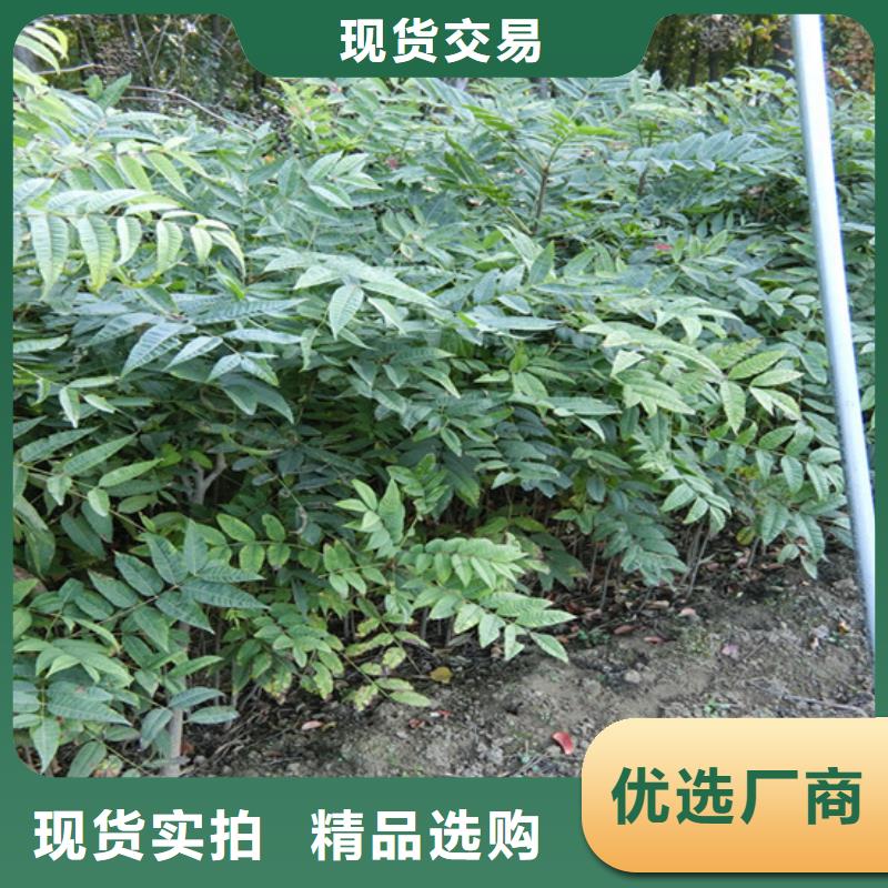 香椿梨树苗超产品在细节