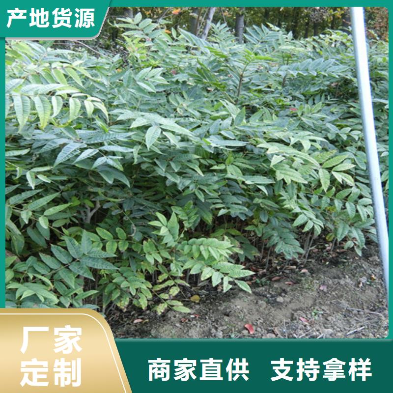 【 香椿石榴树优质货源】