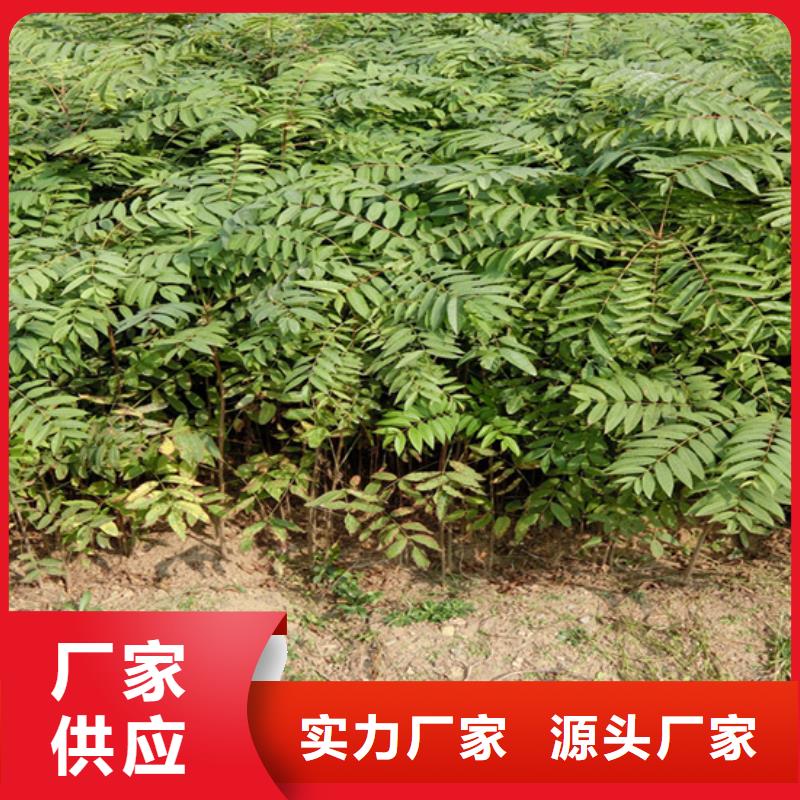香椿,苹果苗详细参数