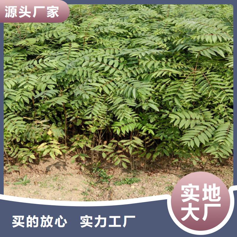 香椿西瓜苗价格透明