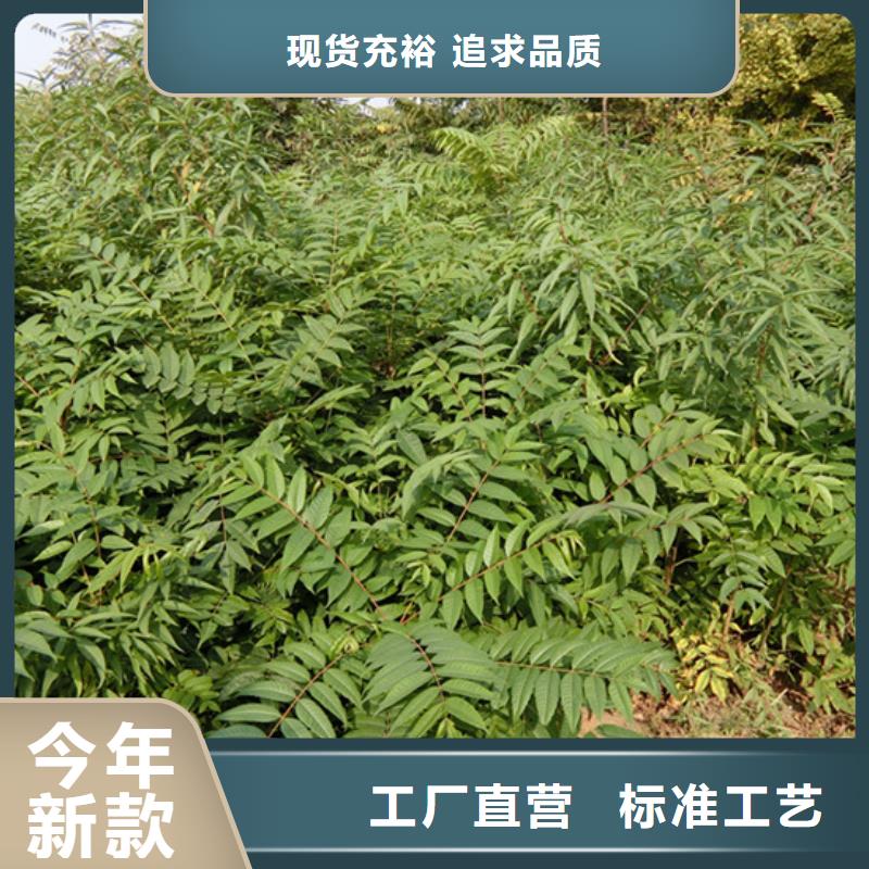 轩园石榴树苗香椿-【梨树苗】可零售可批发二八商务