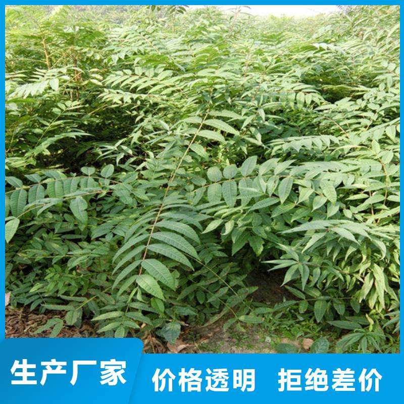 香椿,苹果苗详细参数