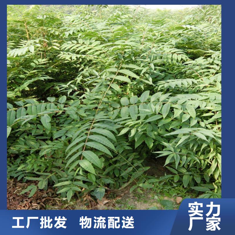 香椿蓝莓苗细节决定成败