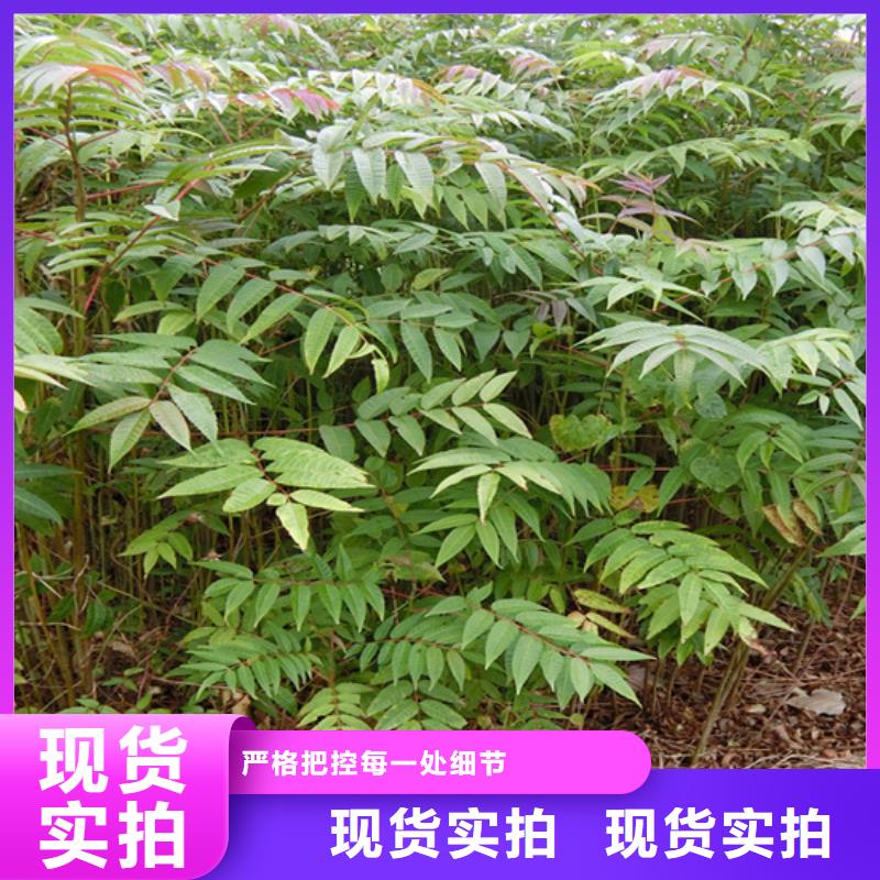 香椿-樱桃苗定制销售售后为一体
