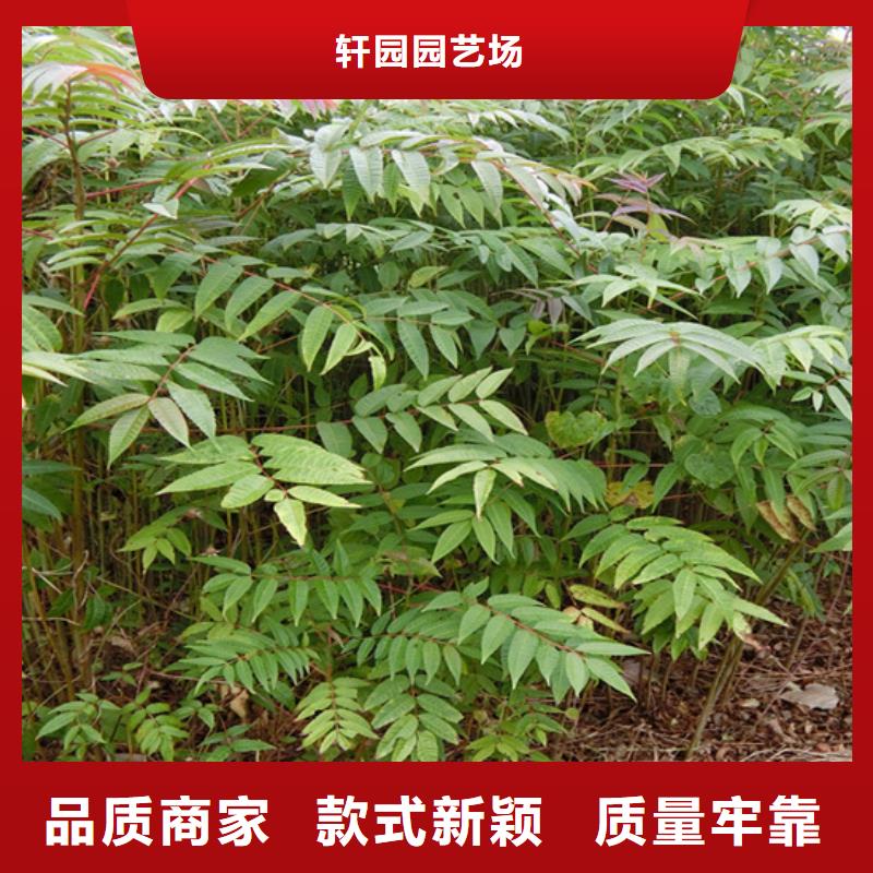 轩园石榴树苗香椿-【梨树苗】可零售可批发二八商务