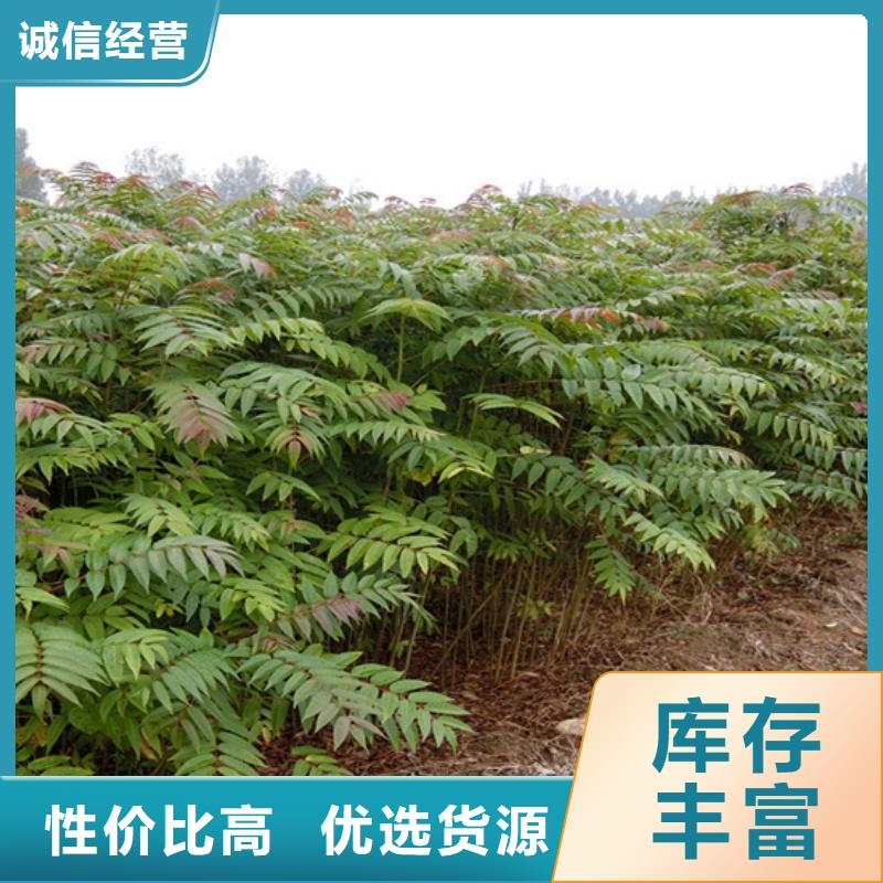 【 香椿石榴树优质货源】