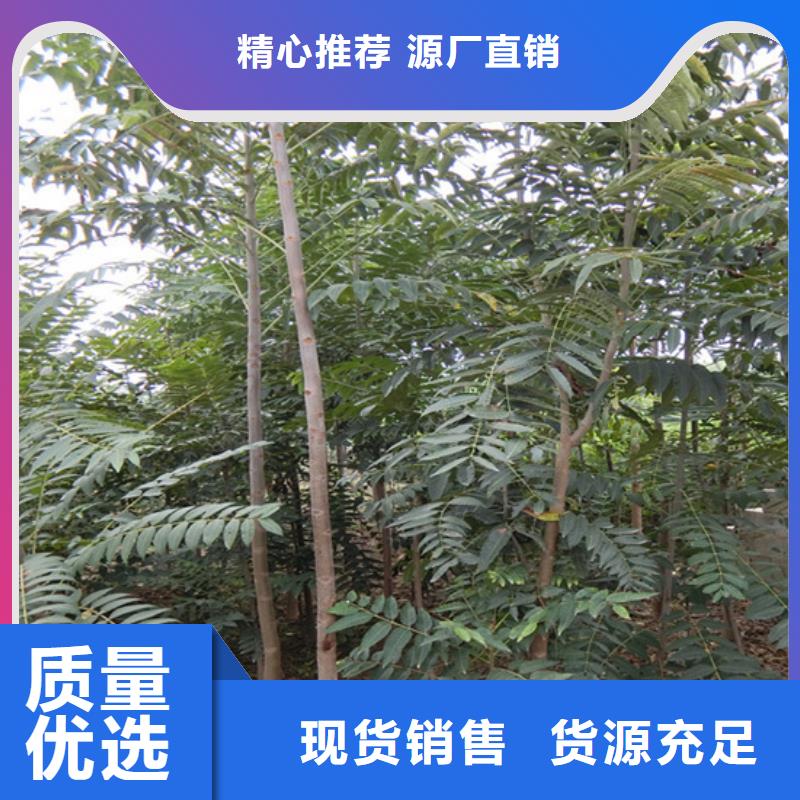 香椿梨树苗超产品在细节