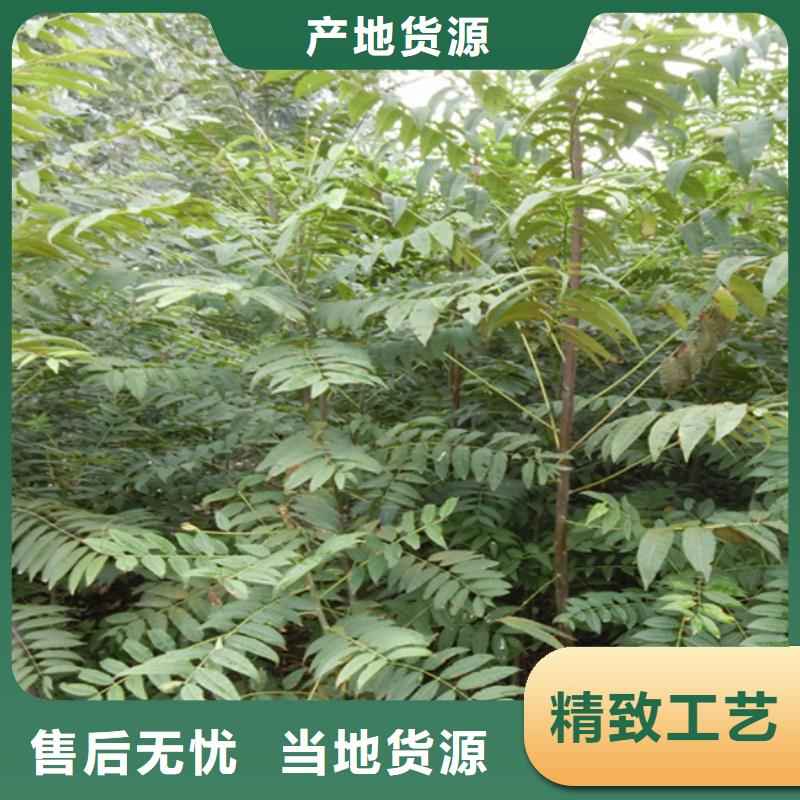香椿梨树苗超产品在细节