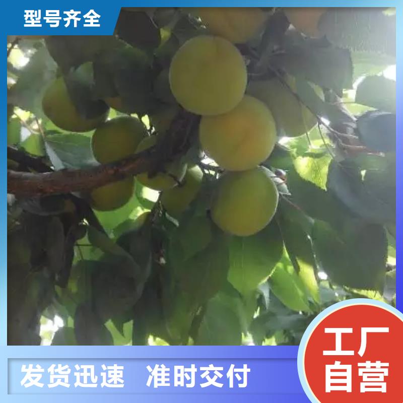 杏蓝莓苗售后服务完善