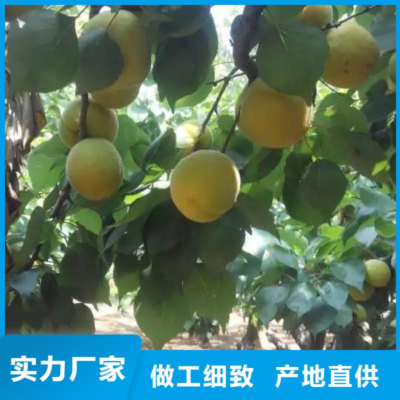 杏3公分软籽石榴苗本地厂家值得信赖