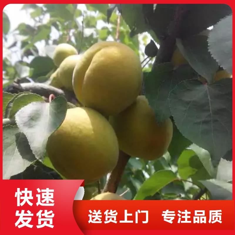 杏 【苹果苗】满足客户所需