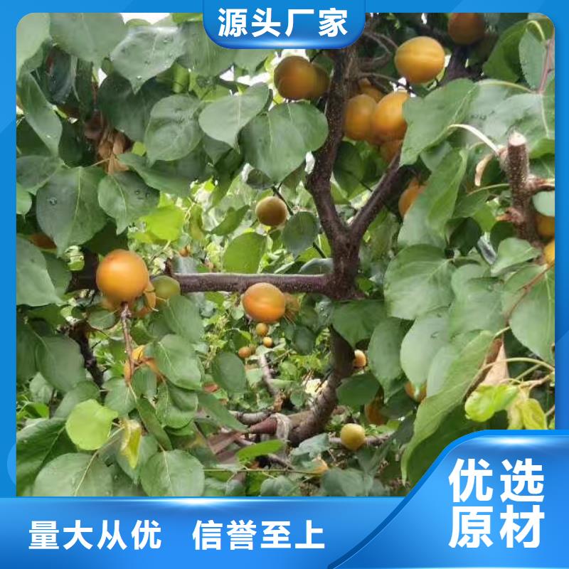杏,猕猴桃苗品牌专营