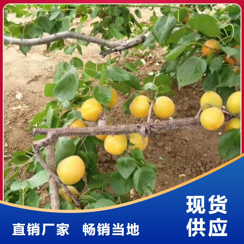 杏,桃树苗现货