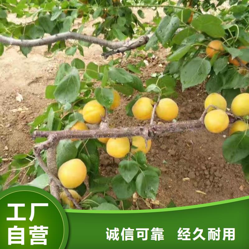 杏3公分软籽石榴苗本地厂家值得信赖