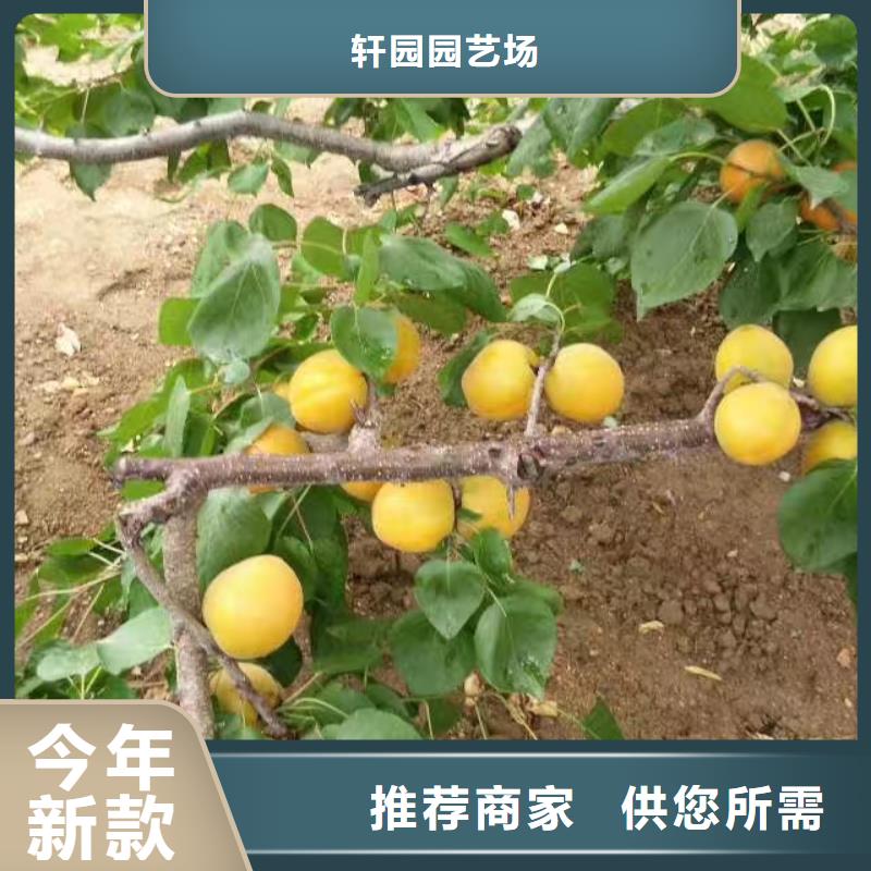 杏樱桃苗用心做好每一件产品
