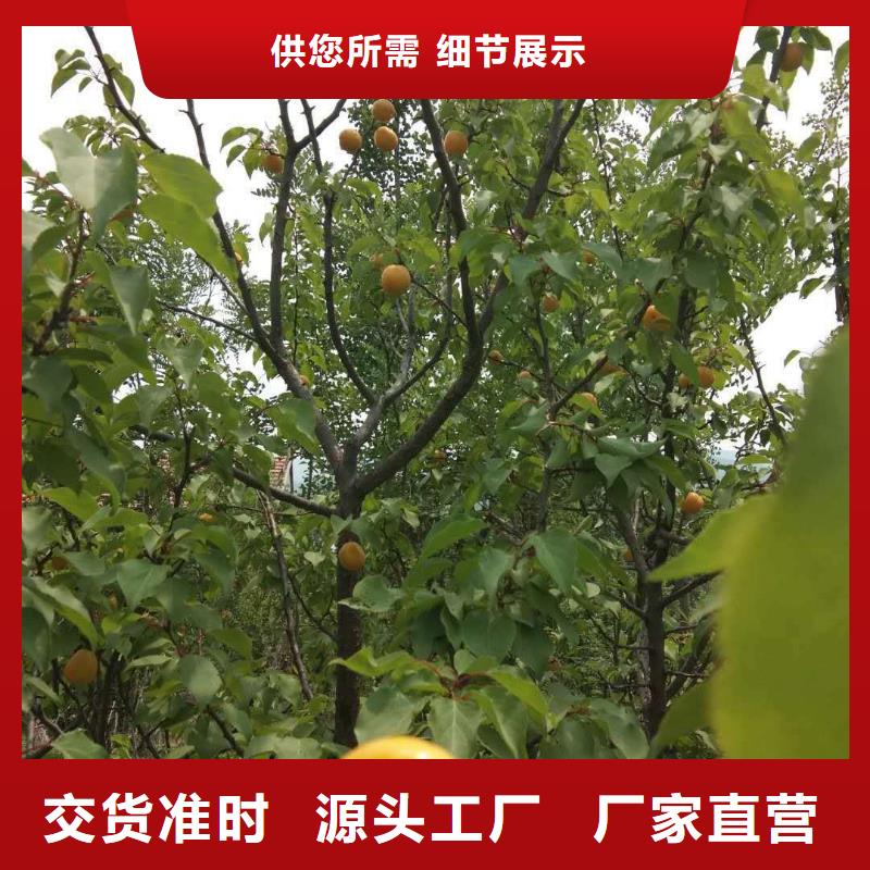 杏樱桃苗符合行业标准