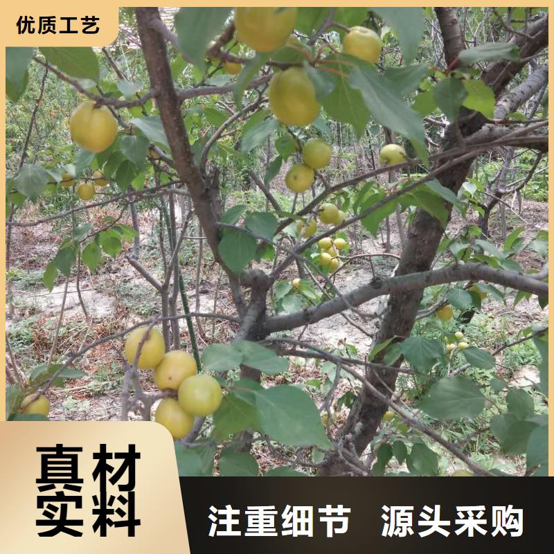 杏3公分软籽石榴苗本地厂家值得信赖