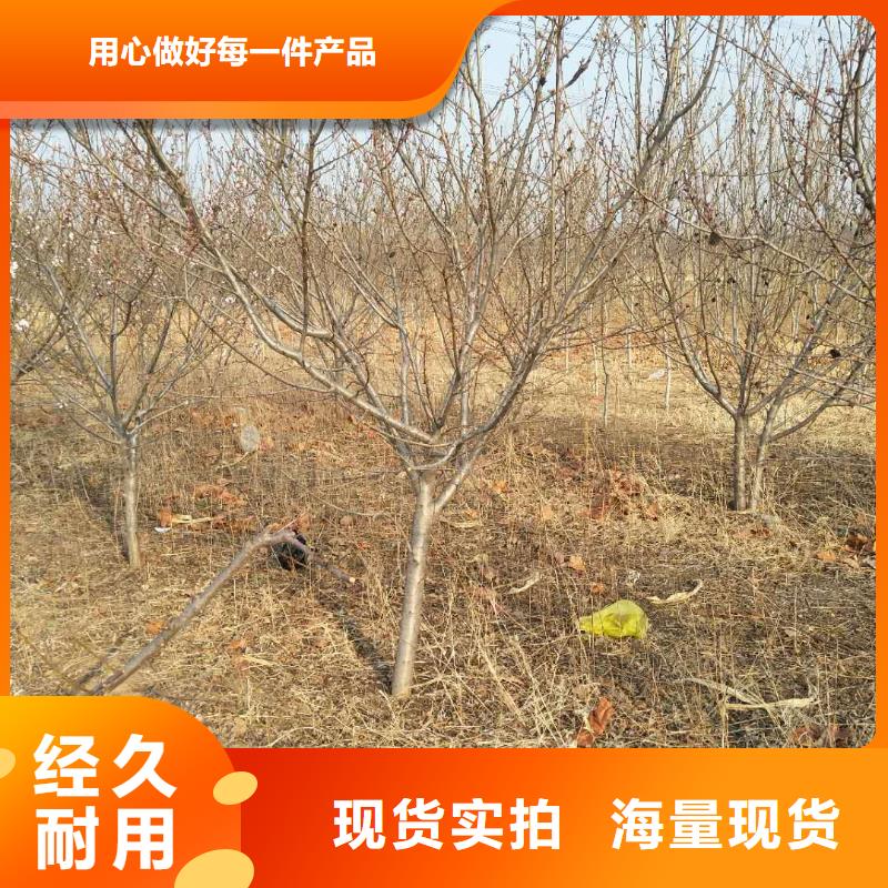 杏_【猕猴桃苗】厂家规格全