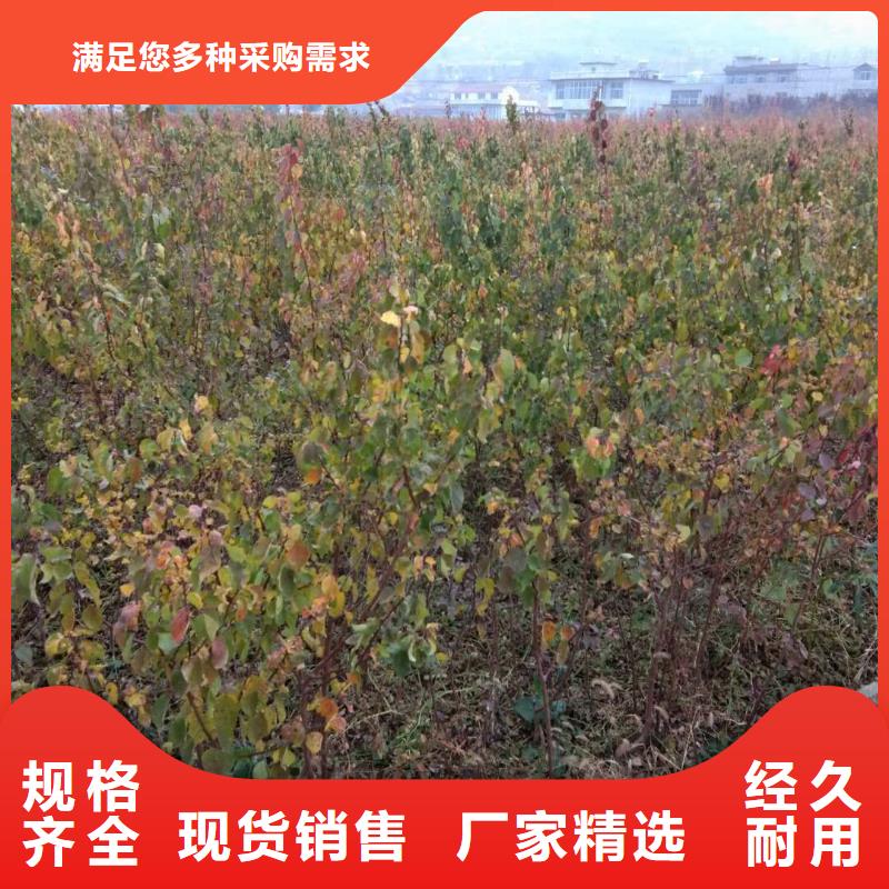 杏【樱桃苗】诚信经营质量保证轩园石榴树苗