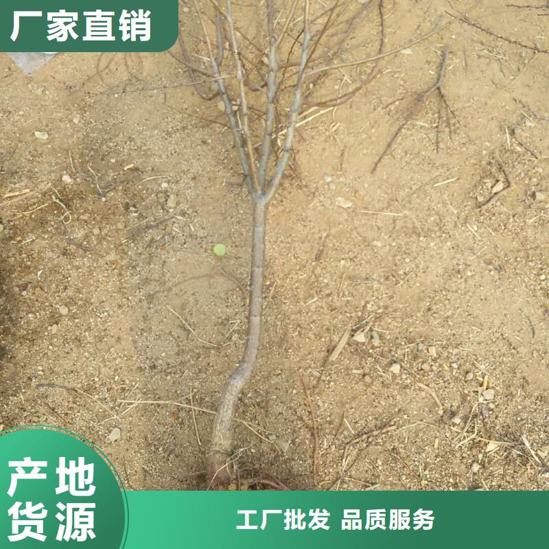 杏樱桃苗符合行业标准
