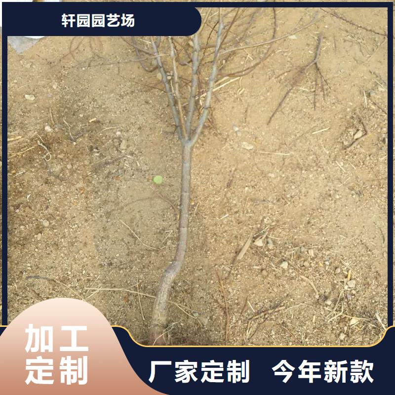 杏 【苹果苗】满足客户所需