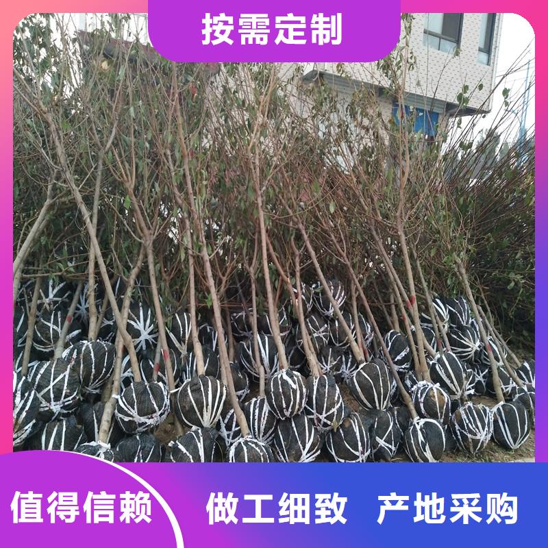 杏蓝莓苗售后服务完善