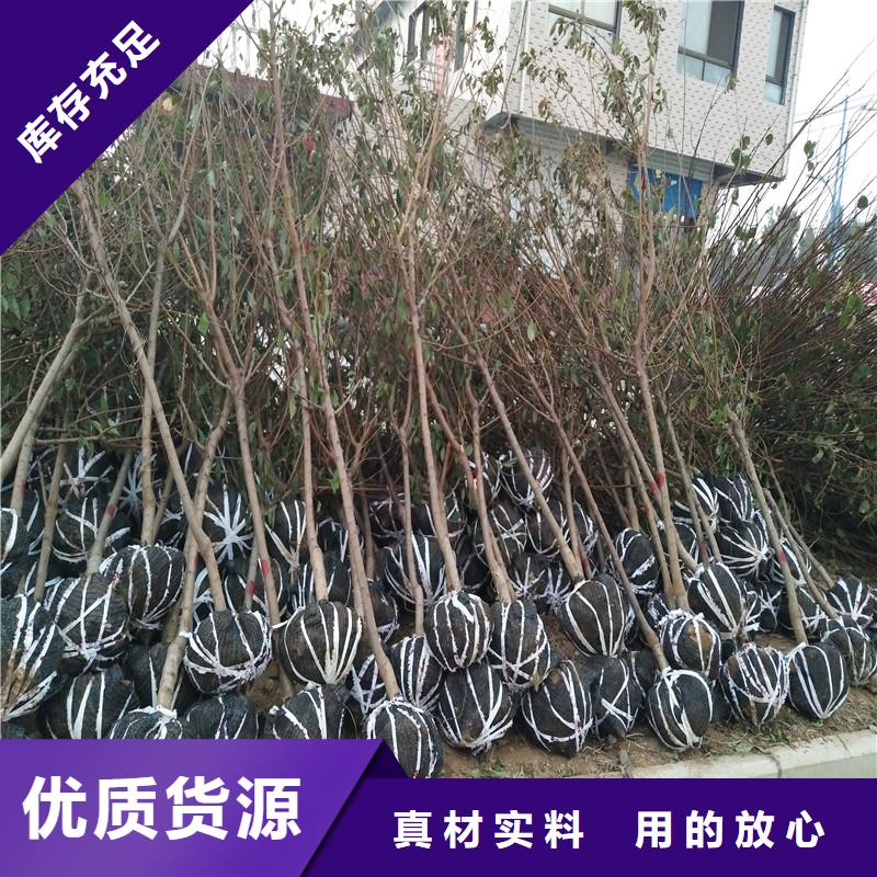 杏_【猕猴桃苗】厂家规格全