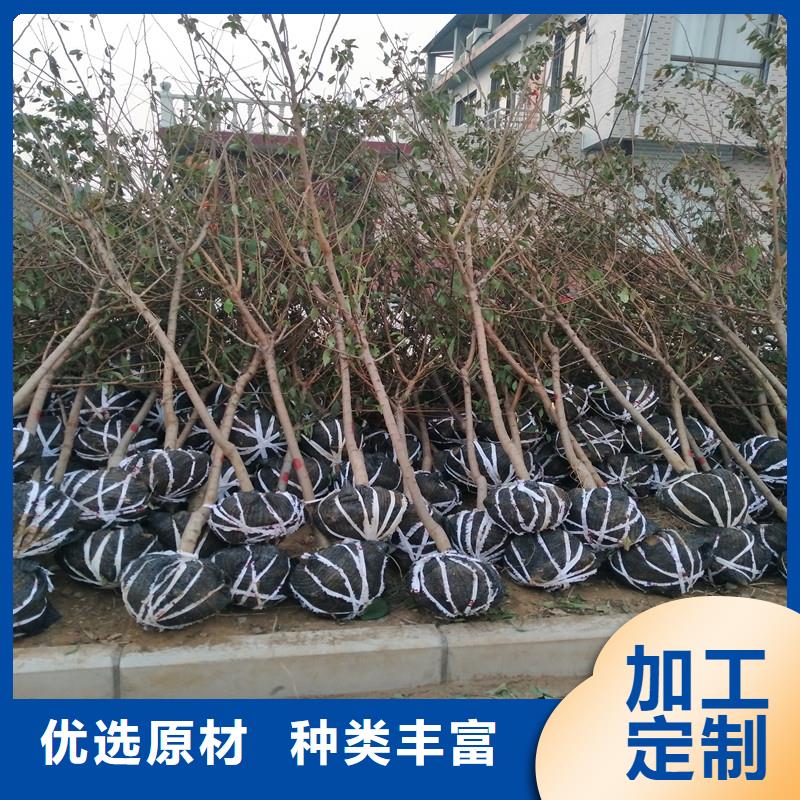 杏 【苹果苗】满足客户所需
