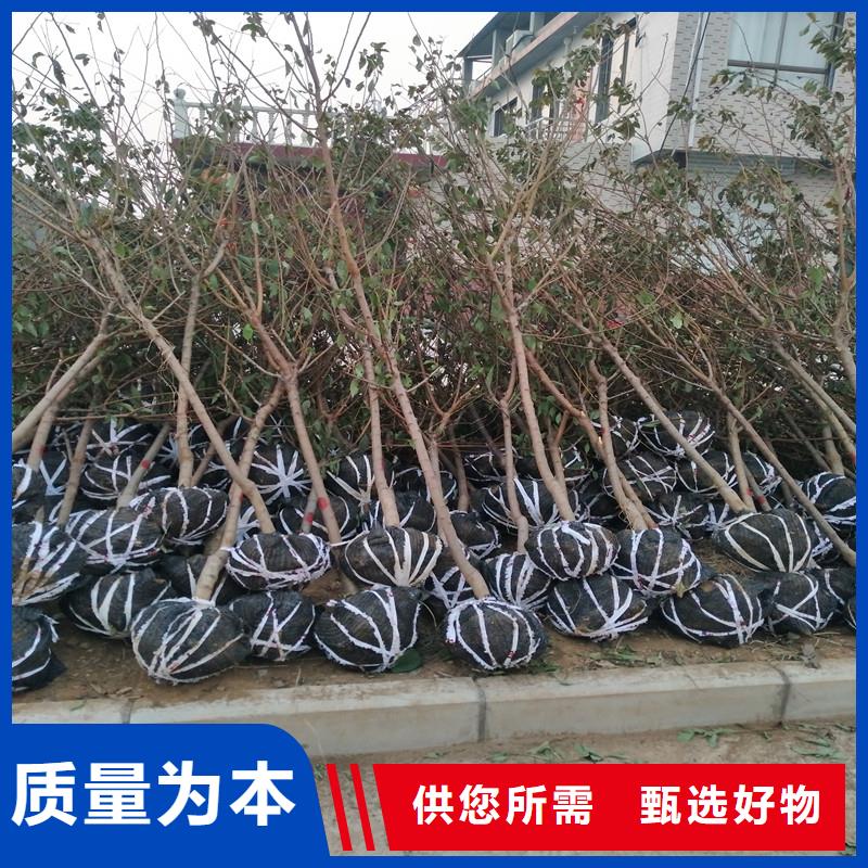 杏_【猕猴桃苗】厂家规格全