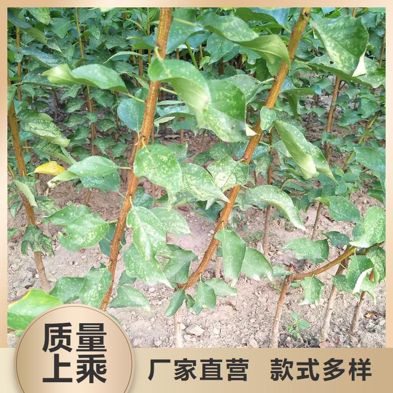 杏_【猕猴桃苗】厂家规格全