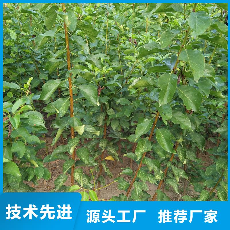 杏蓝莓苗售后服务完善