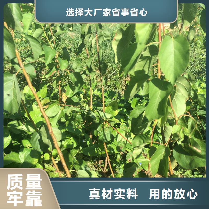 杏_樱桃苗就近发货
