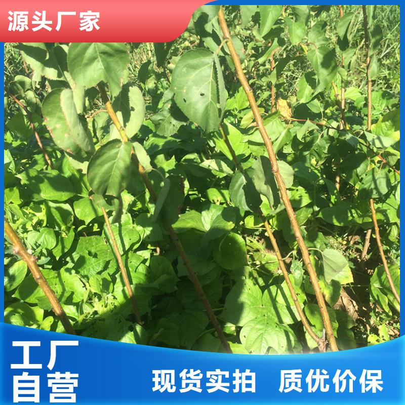 杏-西瓜苗厂家