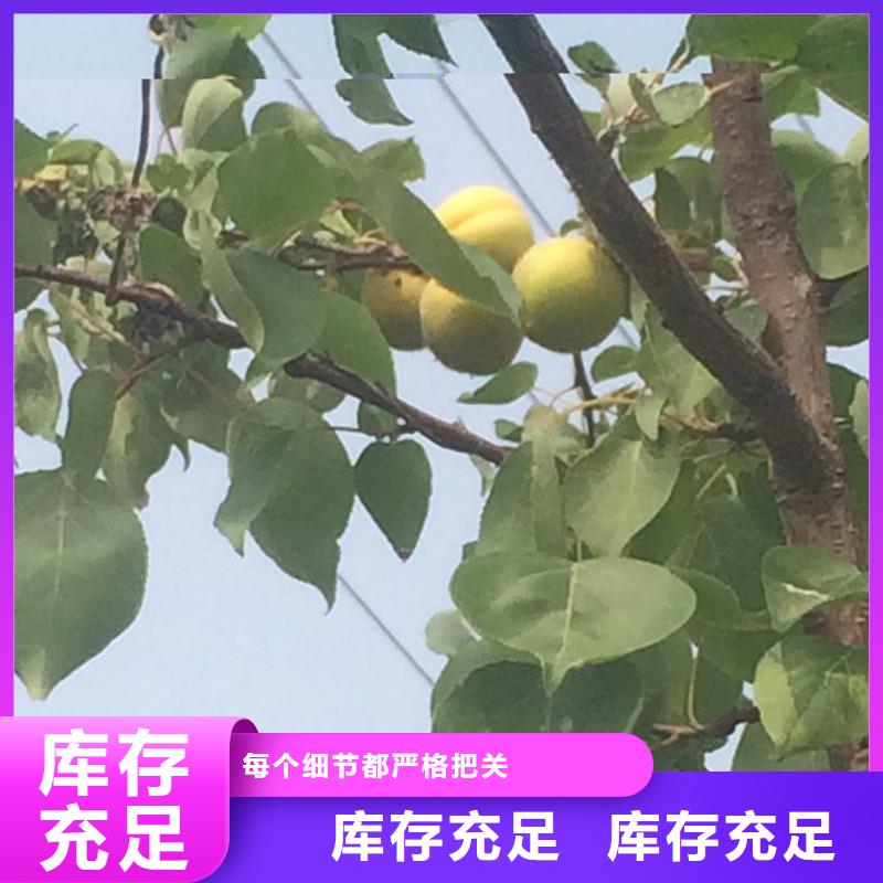杏3公分软籽石榴苗本地厂家值得信赖