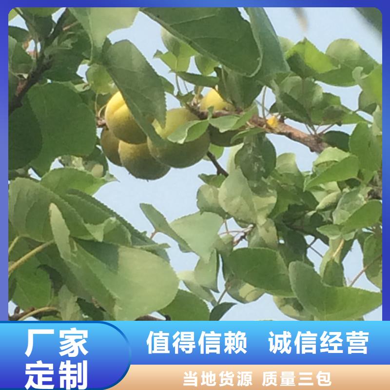 杏_【猕猴桃苗】厂家规格全