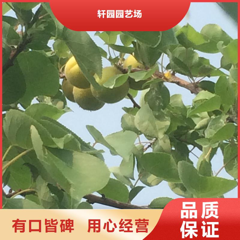 杏樱桃苗符合行业标准