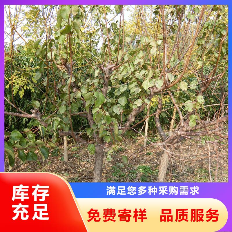 杏 【苹果苗】满足客户所需