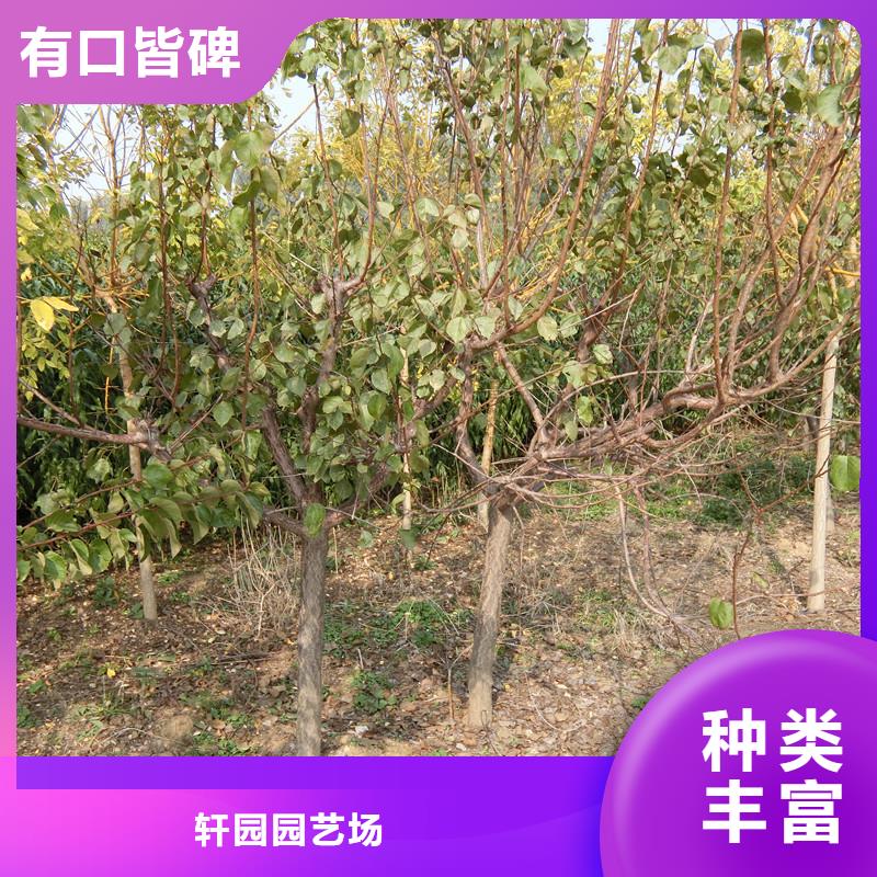 杏3公分软籽石榴苗本地厂家值得信赖