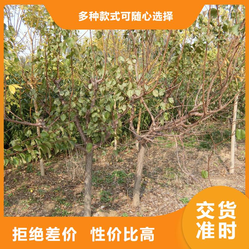 杏 【苹果苗】满足客户所需