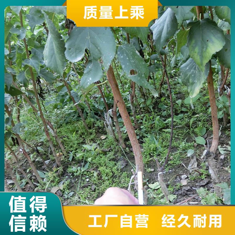杏3公分软籽石榴苗本地厂家值得信赖