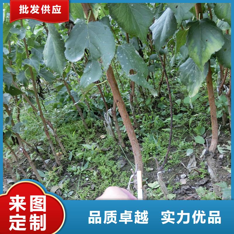 杏樱桃苗符合行业标准