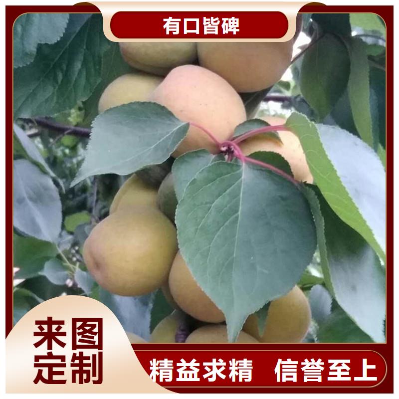 杏樱桃苗符合行业标准