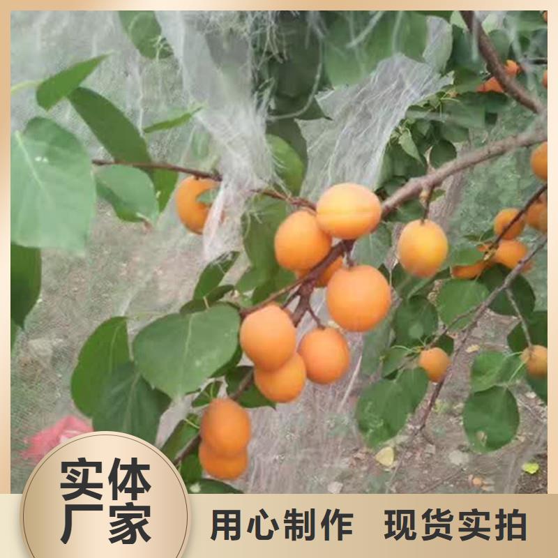 杏【樱桃苗】诚信经营质量保证轩园石榴树苗