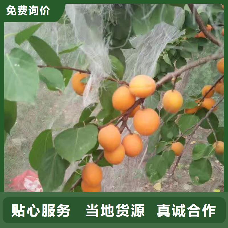 杏_无花果苗实力厂家直销