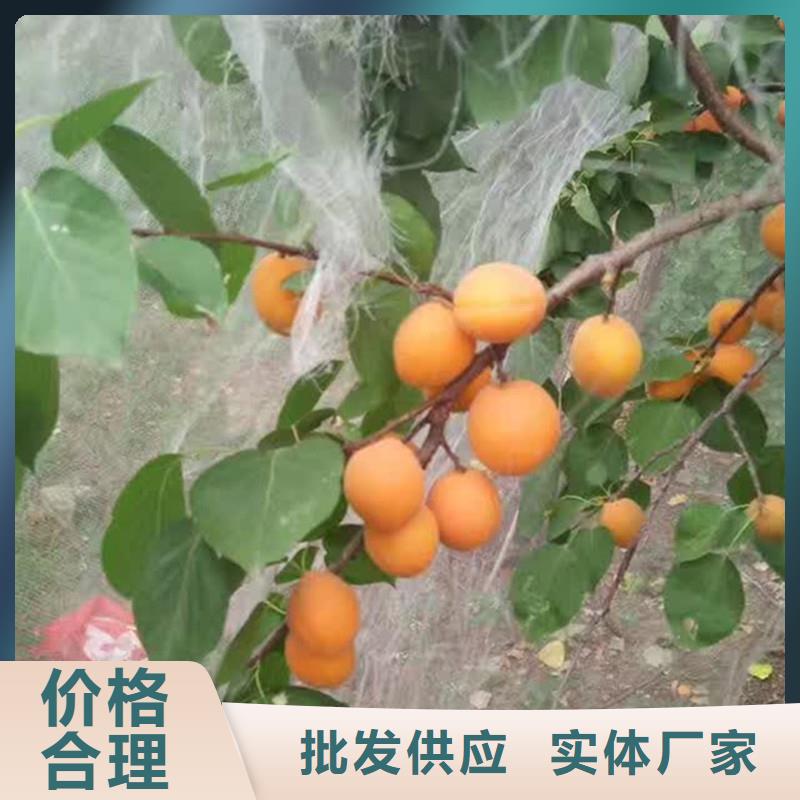 杏_樱桃苗就近发货