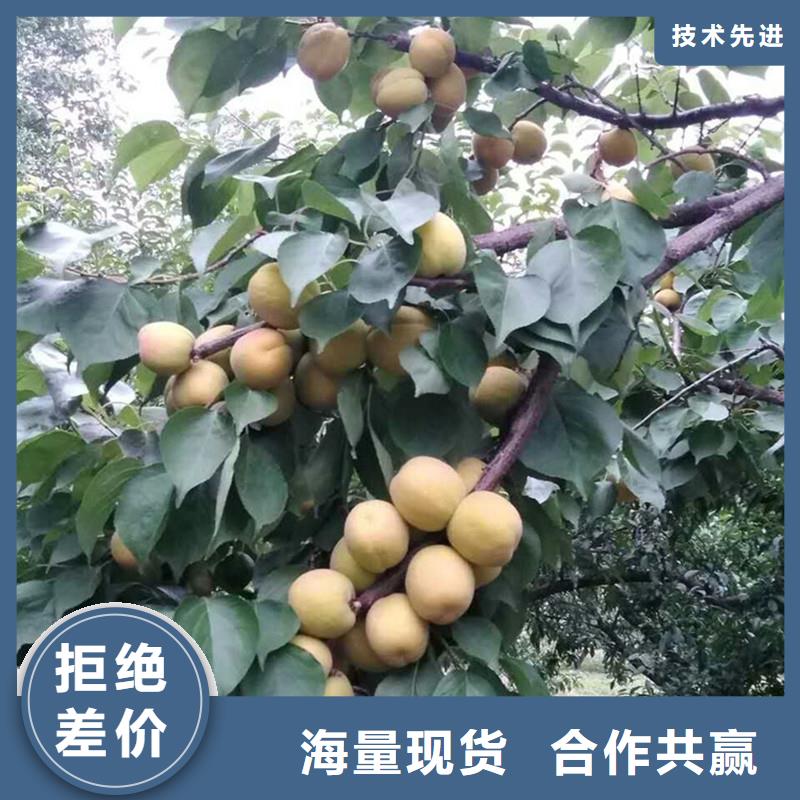 杏【樱桃苗】诚信经营质量保证轩园石榴树苗