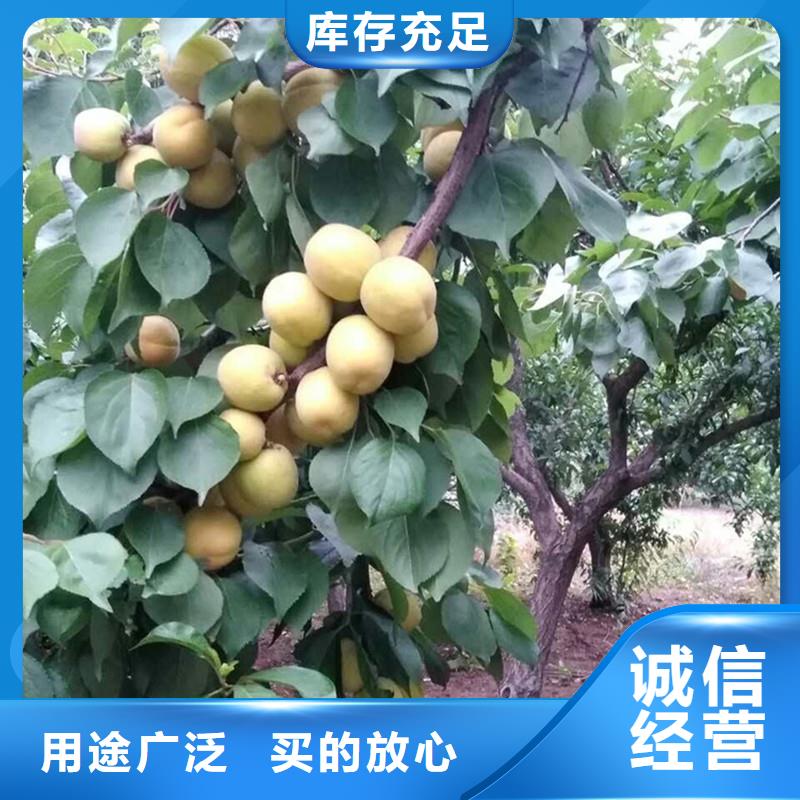 杏_樱桃苗就近发货