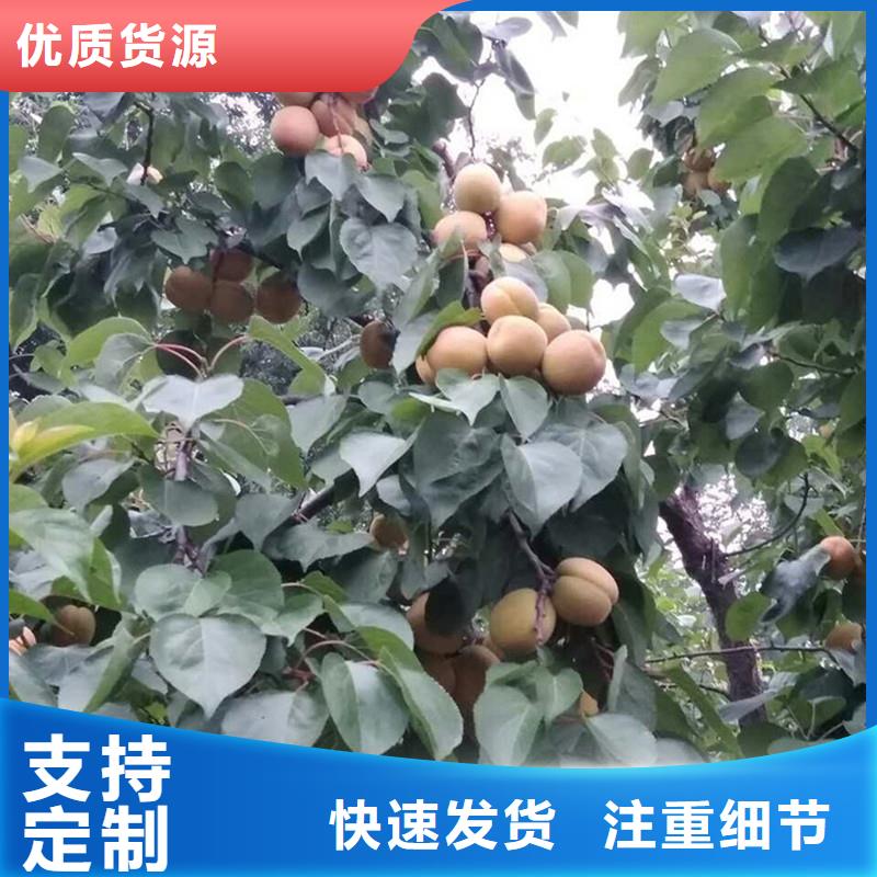 杏樱桃苗用心做好每一件产品