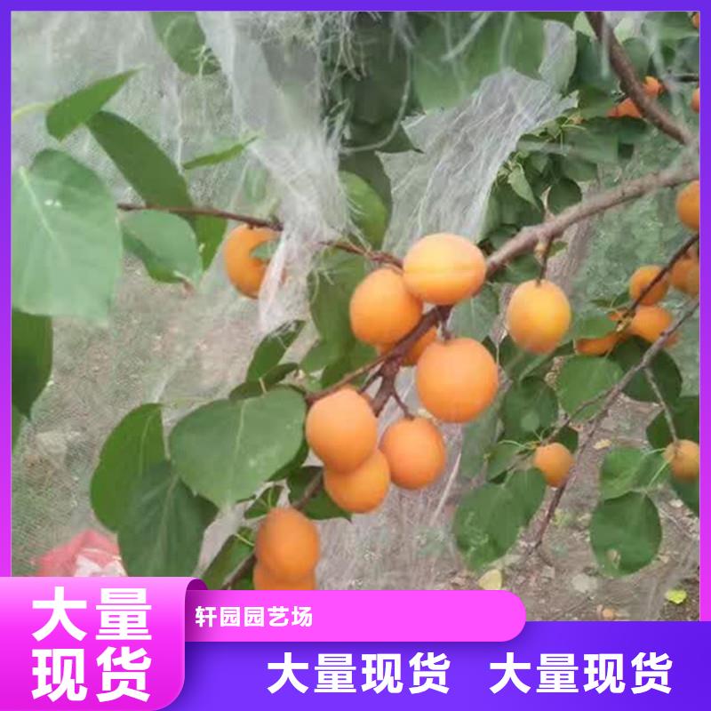 杏-西瓜苗厂家